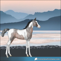 Horse Color:Brown Roan Splash Tobiano 