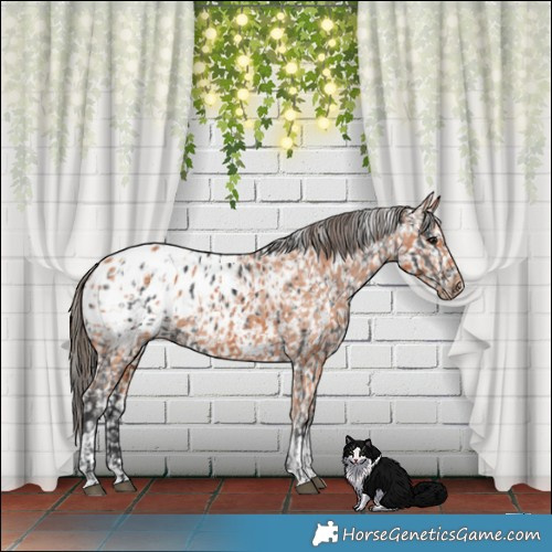 Horse Color:Black Appaloosa  and Bay Appaloosa 