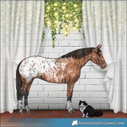 Horse Color:Black Appaloosa and Bay Appaloosa