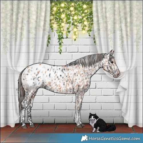 Horse Color:Black Appaloosa  and Bay Appaloosa 