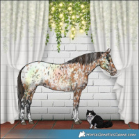 Horse Color:Black Blanket  and Bay Blanket 