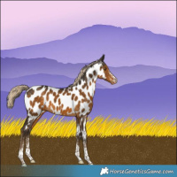 Horse Color:White Spotted Chocolate Palomino Tobiano Appaloosa 