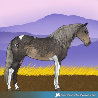 Horse Color:Silver Smoky Black Tobiano 