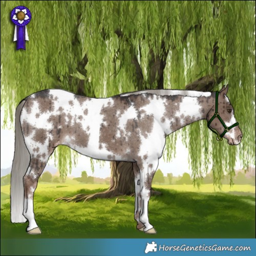 Horse Color:White Spotted Liver Red Dun Mushroom Appaloosa Brindle 