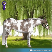 Horse Color:White Spotted Liver Red Dun Mushroom Appaloosa Brindle 