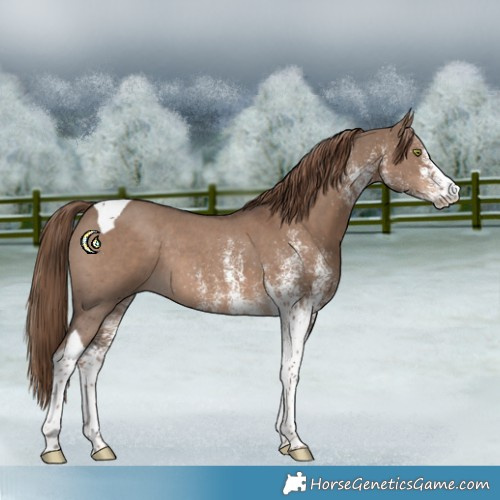 Horse Color:White Spotted Liver Red Dun Tobiano Rabicano
