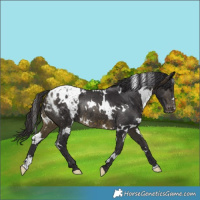 Horse Color:White Spotted Buckskin Appaloosa Rabicano