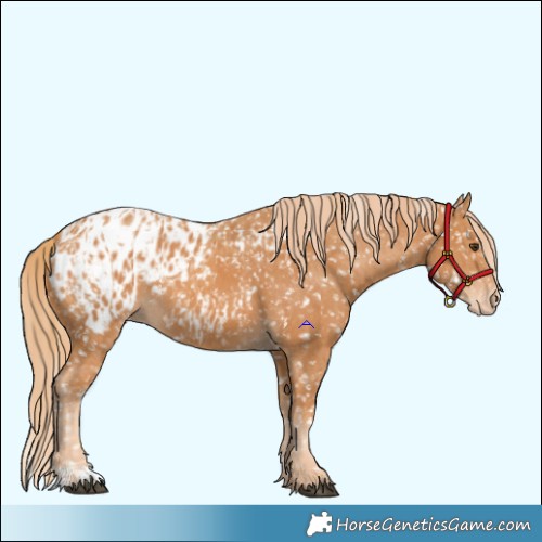 Horse Color:Chestnut Appaloosa and Chestnut Appaloosa