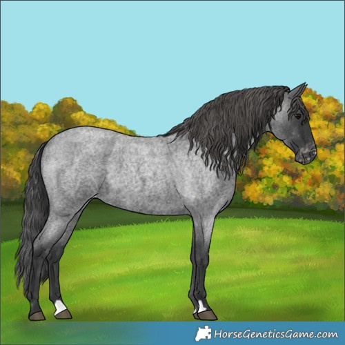 Horse Color:Blue Roan Appaloosa