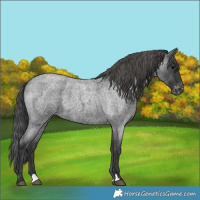 Horse Color:Blue Roan Appaloosa 