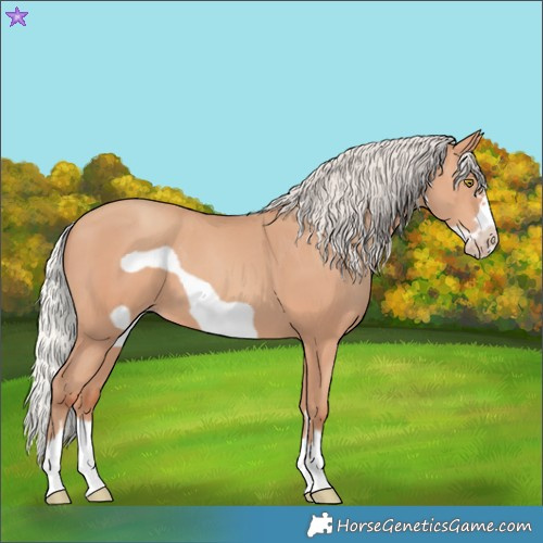 Horse Color:Silver Amber Champagne Frame 