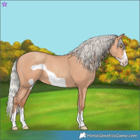 Horse Color:Silver Amber Champagne Frame 