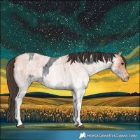Horse Color:White Spotted Blue Roan Rabicano  and White Spotted Bay Roan Rabicano 