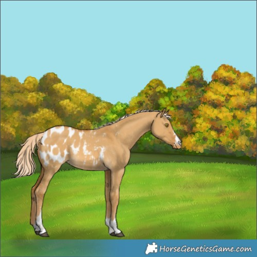 Horse Color:Palomino Dun Appaloosa 