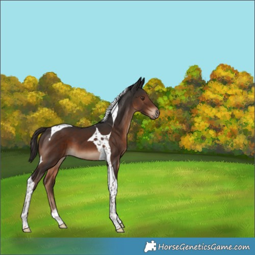 Horse Color:Liver Chestnut Tobiano 