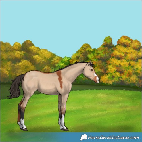 Horse Color:Bay Dun