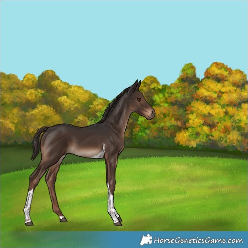 Horse Color:Liver Chestnut Tobiano 