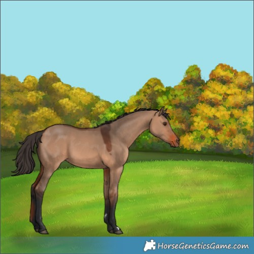 Horse Color:Bay Dun 