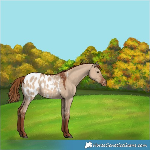 Horse Color:Red Dun Appaloosa