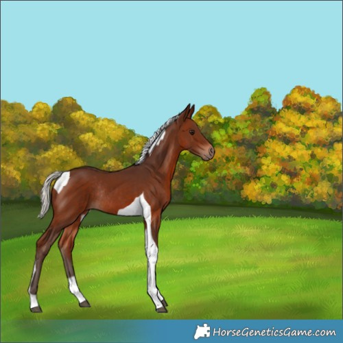 Horse Color:Silver Brown Tobiano Rabicano