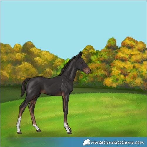 Horse Color:Liver Chestnut Tobiano