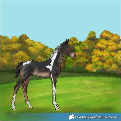 Horse Color:Liver Chestnut Tobiano Rabicano