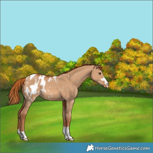 Horse Color:Red Dun Appaloosa 