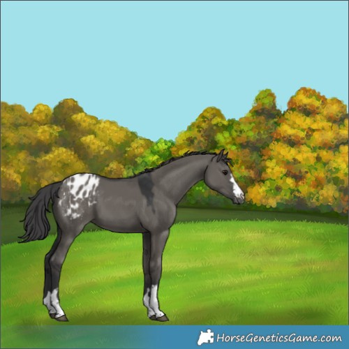 Horse Color:Grullo Appaloosa 