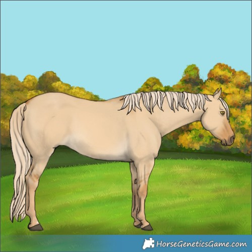 Horse Color:Palomino Dun 