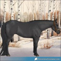 Horse Color:Black 