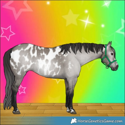 Horse Color:Gray Grullo Appaloosa 