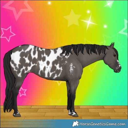 Horse Color:Gray Grullo Appaloosa