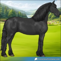 Horse Color:Black 