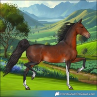 Horse Color:Brown Tobiano Rabicano 
