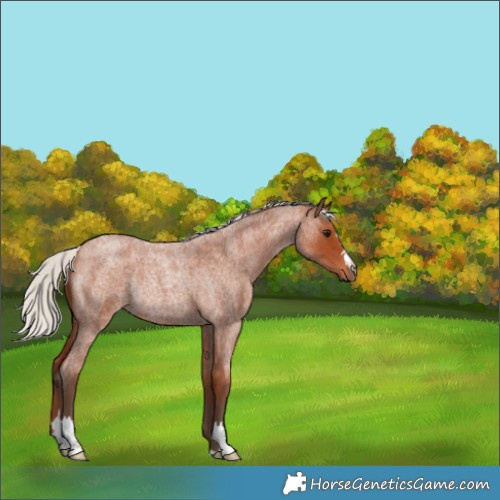 Horse Color:Silver Bay Roan Rabicano 
