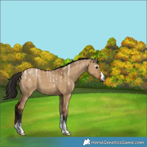 Horse Color:Powder White Gray Bay Dun 
