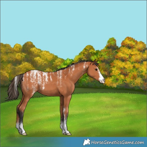 Horse Color:Powder White Bay 