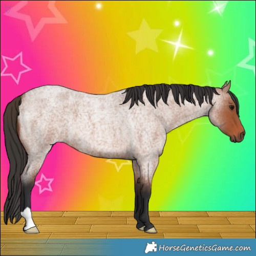Horse Color:Bay Roan