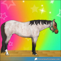 Horse Color:Bay Roan 