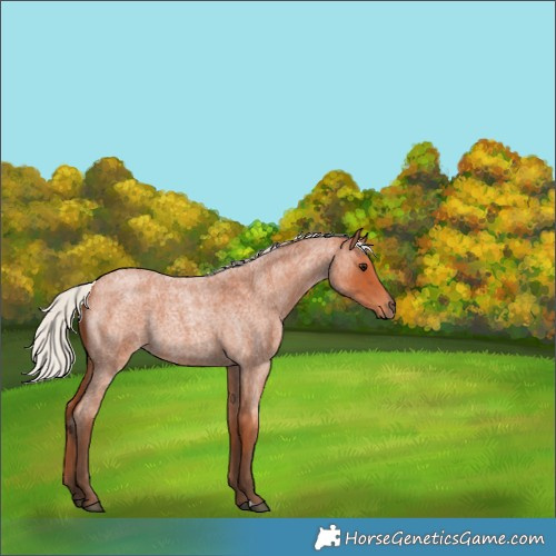 Horse Color:Silver Bay Roan 