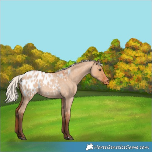 Horse Color:Silver Bay Roan Dun Appaloosa 