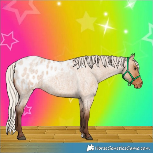 Horse Color:Silver Bay Roan Dun Appaloosa 