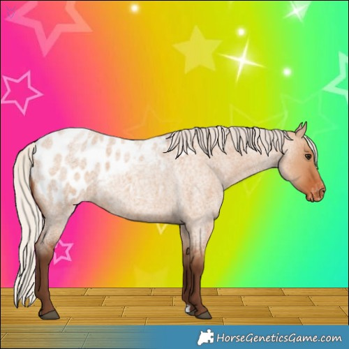 Horse Color:Silver Bay Roan Dun Appaloosa