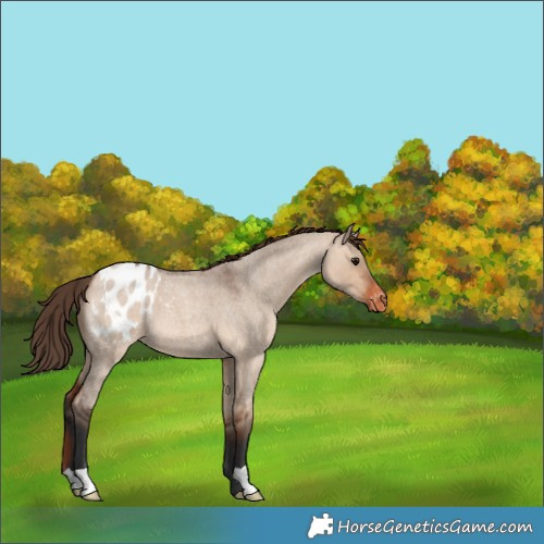 Horse Color:Bay Roan Dun Appaloosa 