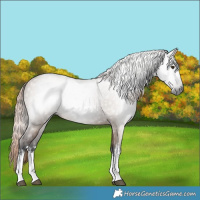 Horse Color:Gray White Spotted Liver Red Dun 