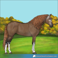Horse Color:Gray White Spotted Liver Red Dun 