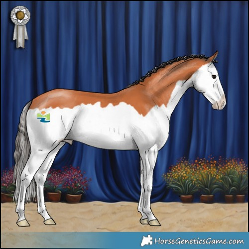 Horse Color:Bay Splash 