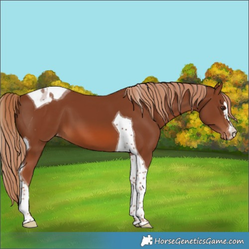 Horse Color:Chestnut Tobiano Varnish 