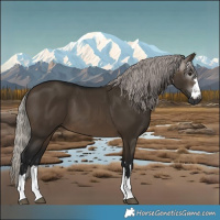 Horse Color:Gray Silver Brown Dun 