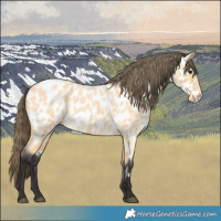 Horse Color:Buckskin Roan Near Leopard